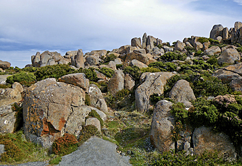Tasmanian Trail - by Joerg966
